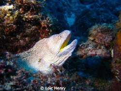 Moray eel
Canon G12 by Loic Henry 